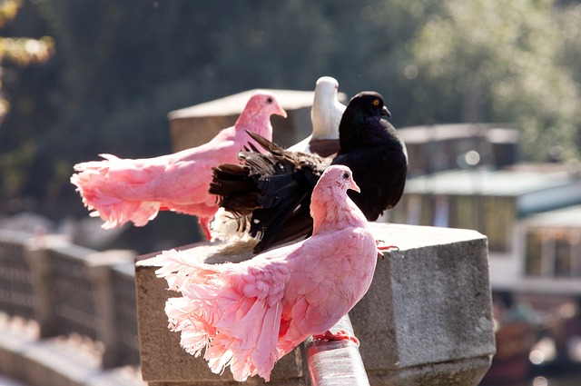 泰国羽球超级300赛｜郑加恒险胜王正行称王 德素主场夺今年第2冠.